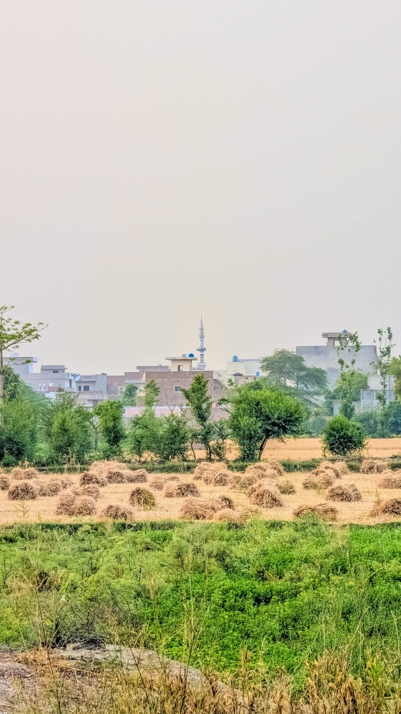 Views Of Fields From Our Village