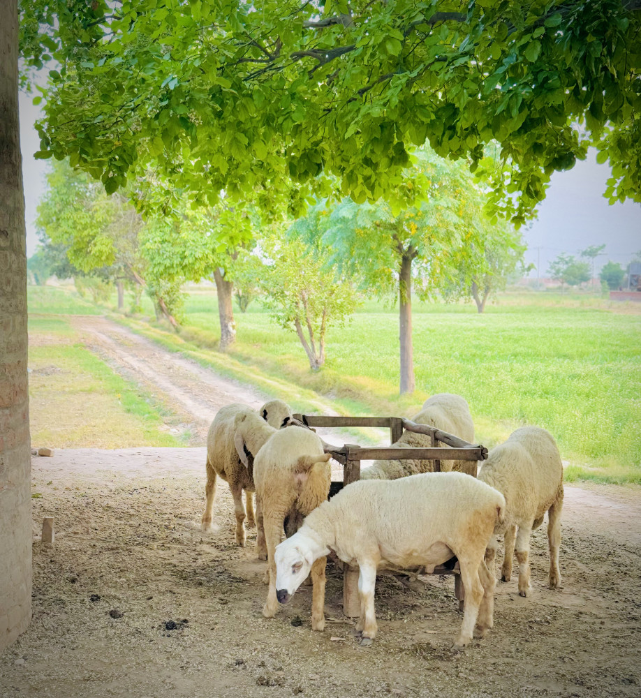 Field side views of ghartal khaln 144.RB